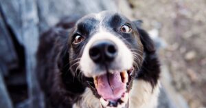 Playful Border Collie looking up with a joyful expression and tongue out.