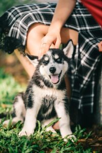 dog, pet, husky, puppy, nature, outside, animal