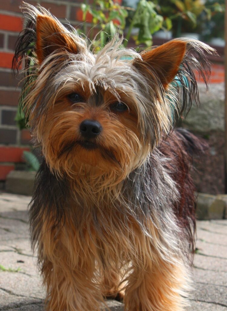 Yorkshire terrier,