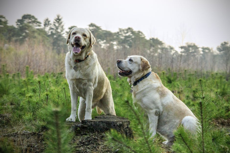 Two Labrador Retrievers enjoying .