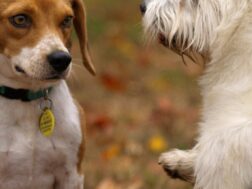 Two playful dogs, a Beagle and West Highland Terrier, among colorful autumn leaves.